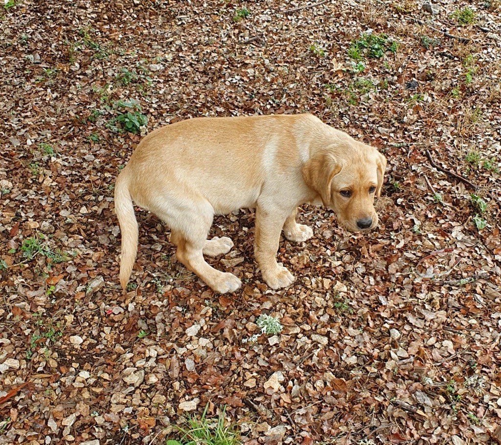 Les Labrador Retriever de l'affixe Du Domaine De Stan