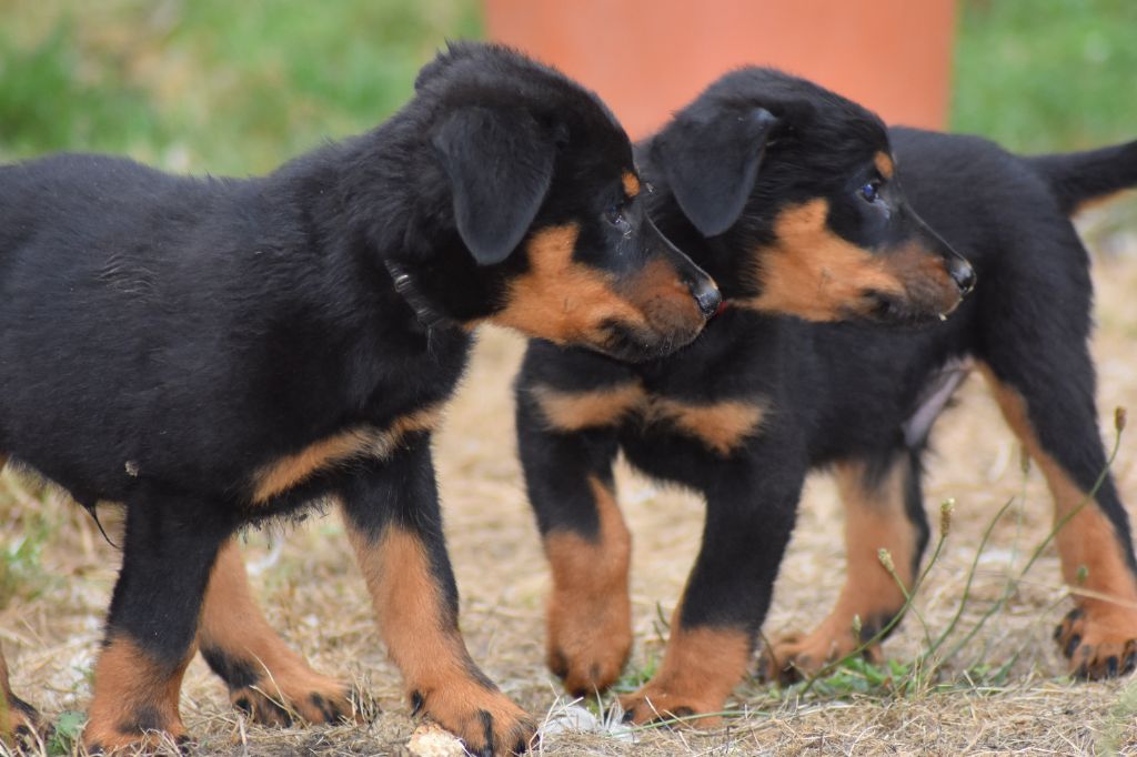 chiot Berger de Beauce Du Domaine De Stan