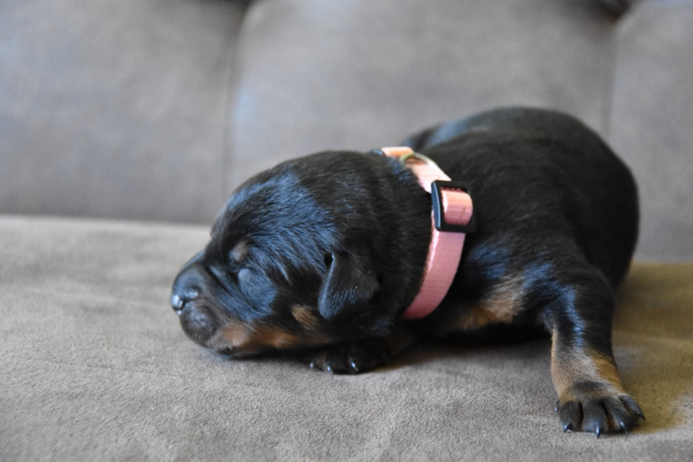 Du Domaine De Stan - Chiots disponibles - Berger de Beauce