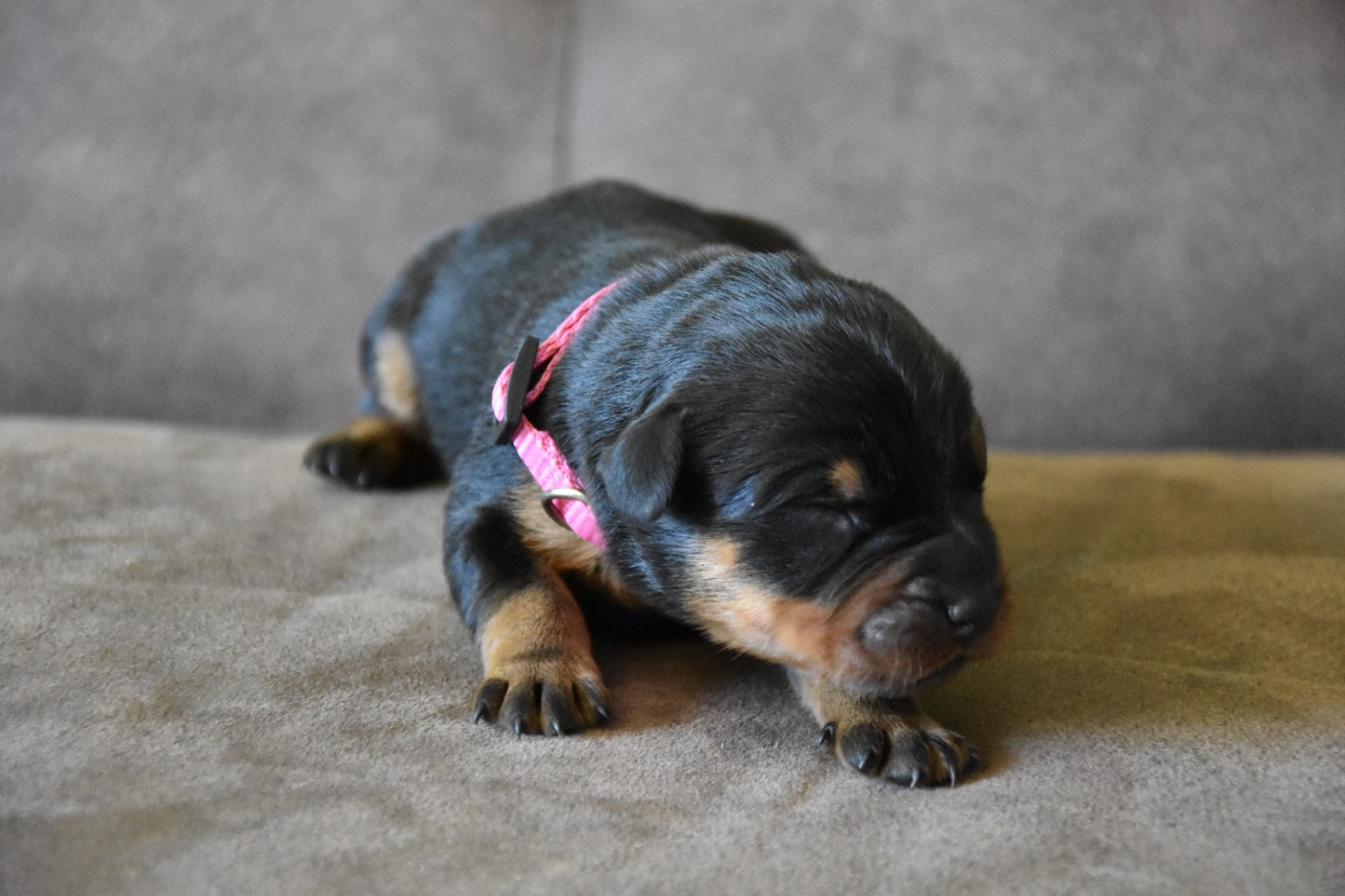 Du Domaine De Stan - Chiots disponibles - Berger de Beauce