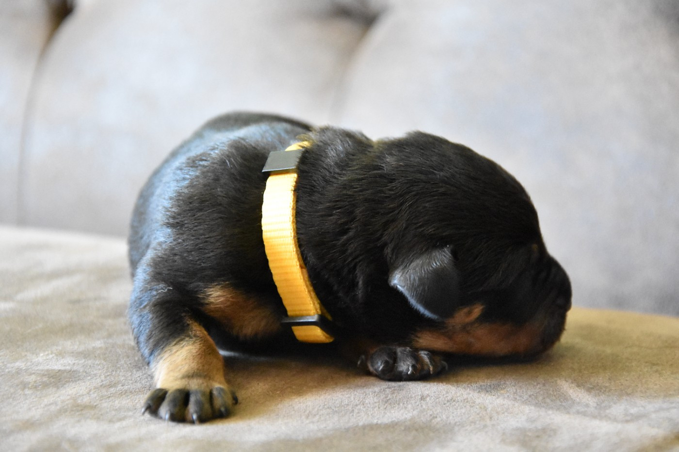 Du Domaine De Stan - Chiots disponibles - Berger de Beauce