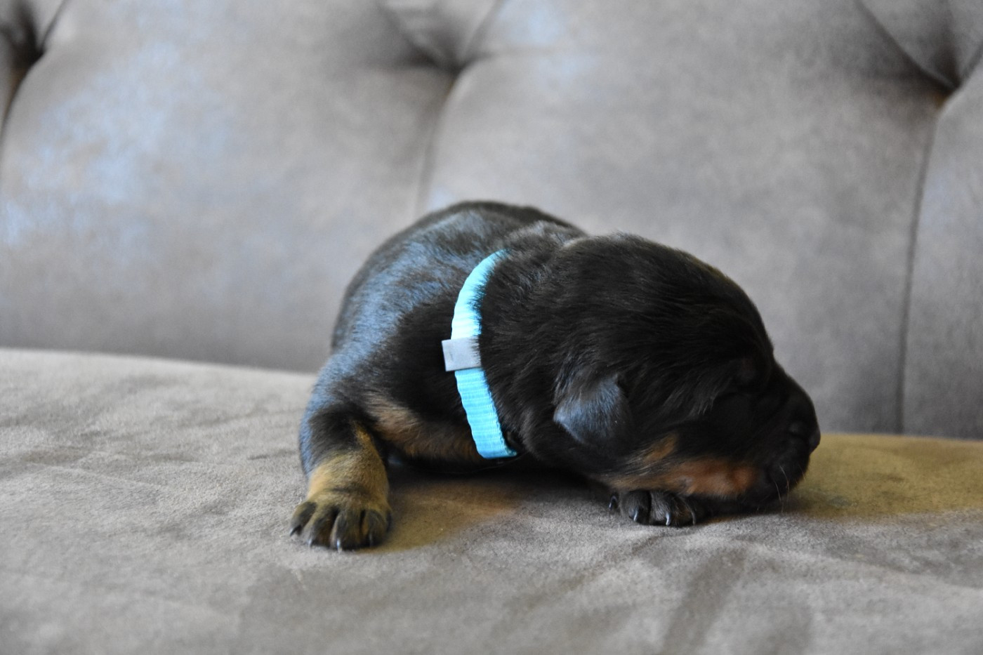 Du Domaine De Stan - Chiots disponibles - Berger de Beauce