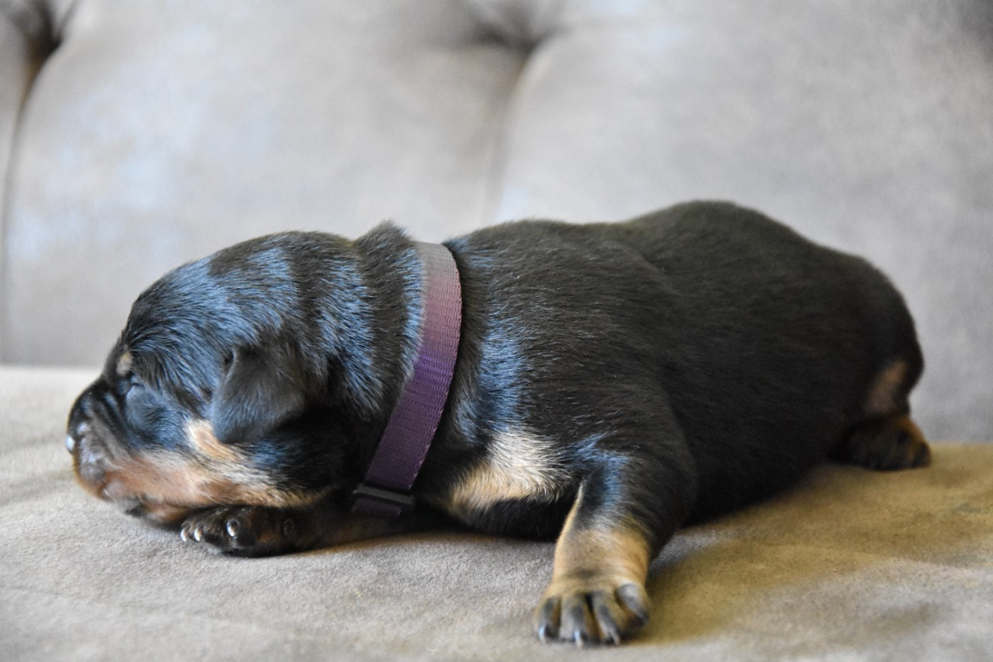 Du Domaine De Stan - Chiots disponibles - Berger de Beauce