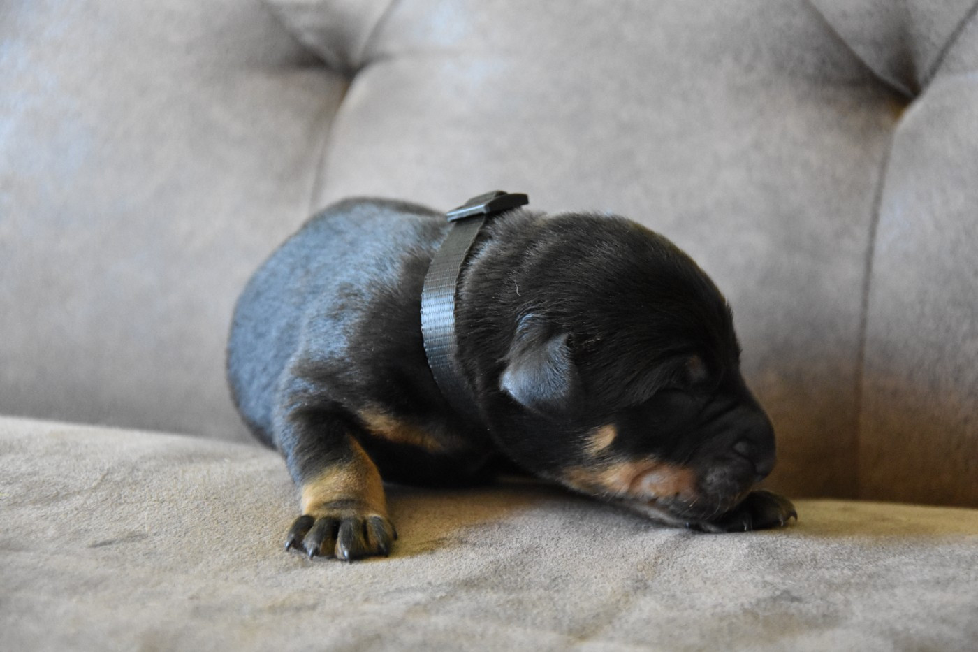 Du Domaine De Stan - Chiots disponibles - Berger de Beauce
