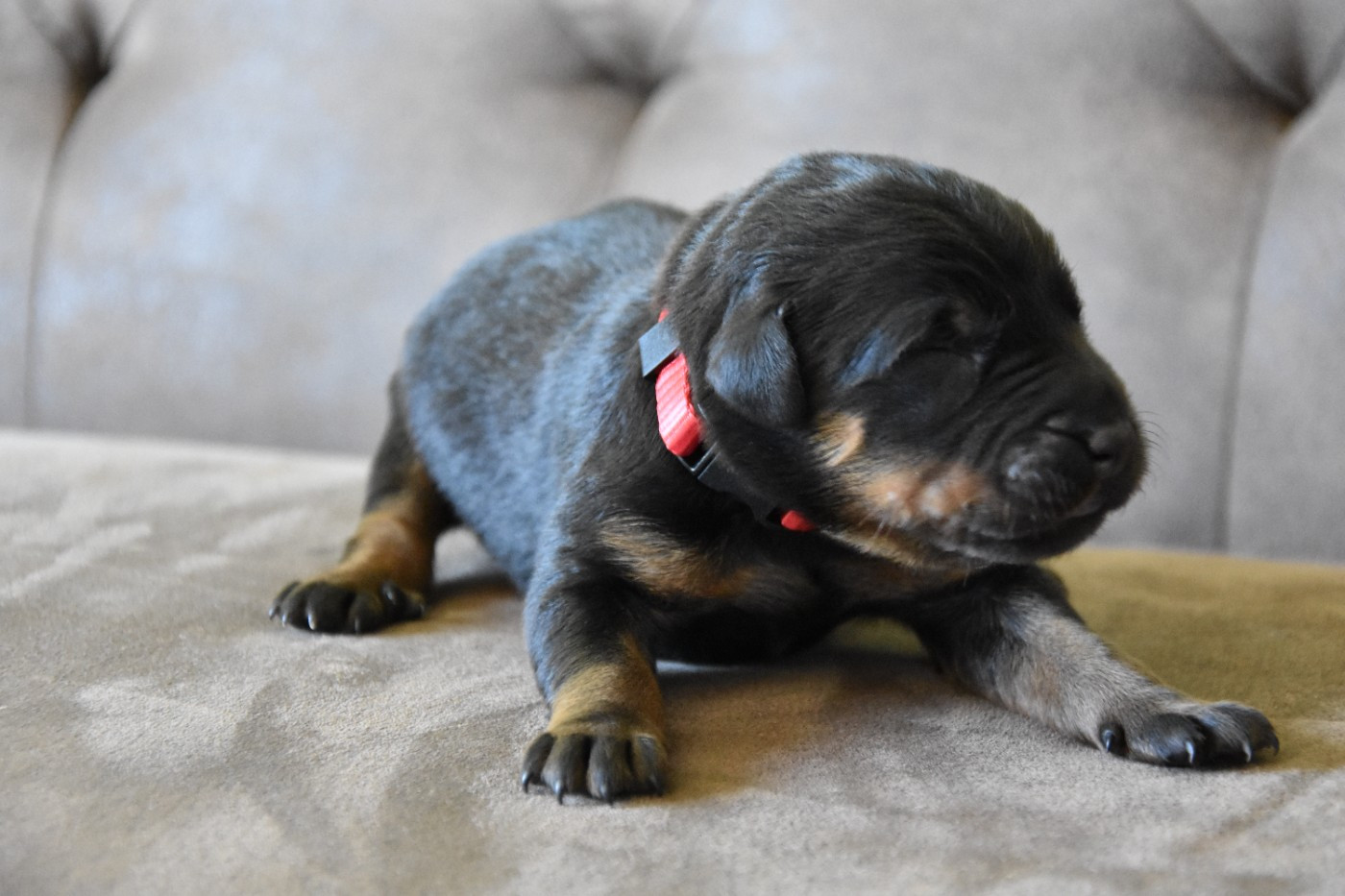 Du Domaine De Stan - Chiots disponibles - Berger de Beauce
