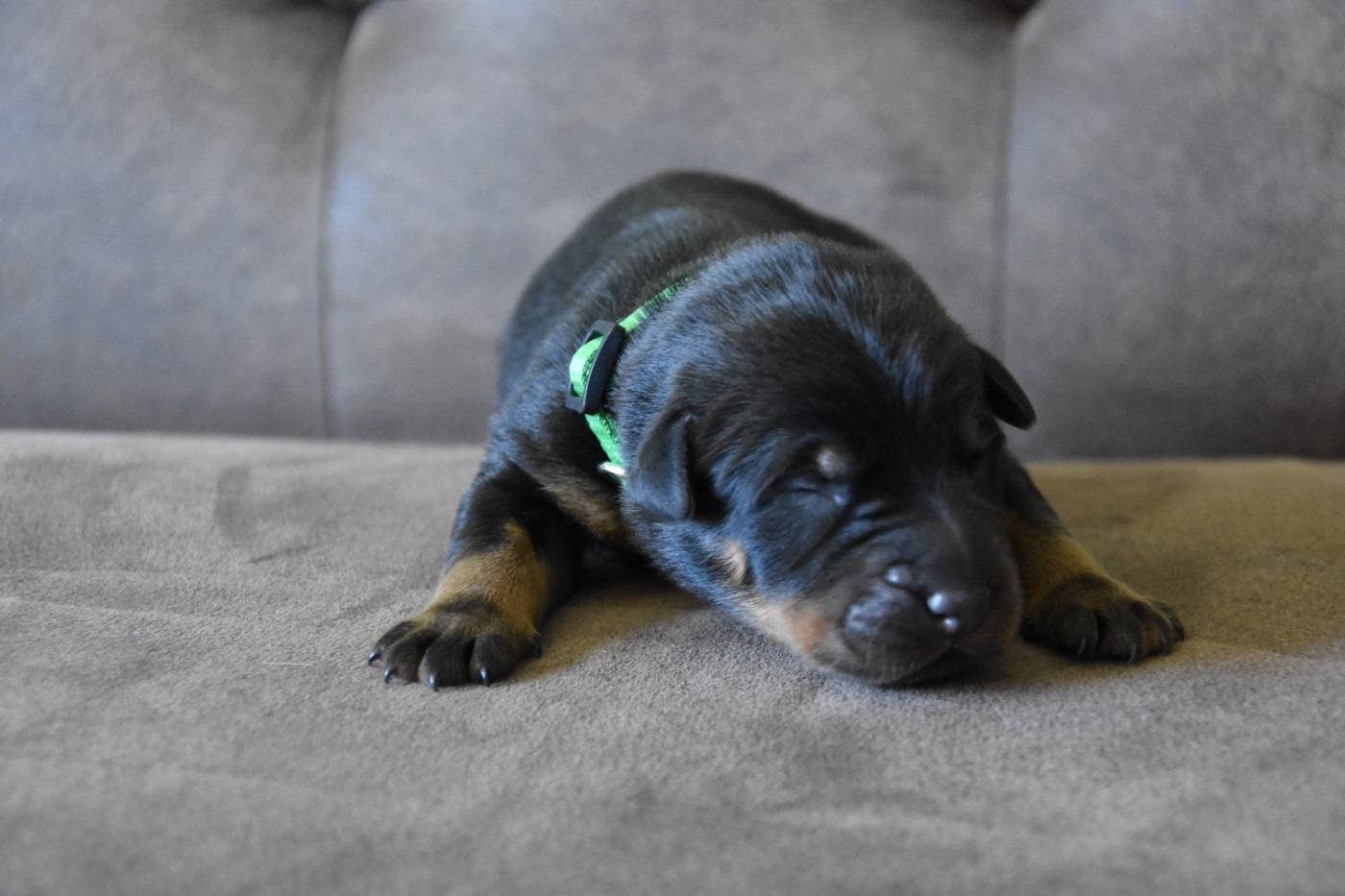 Du Domaine De Stan - Chiots disponibles - Berger de Beauce