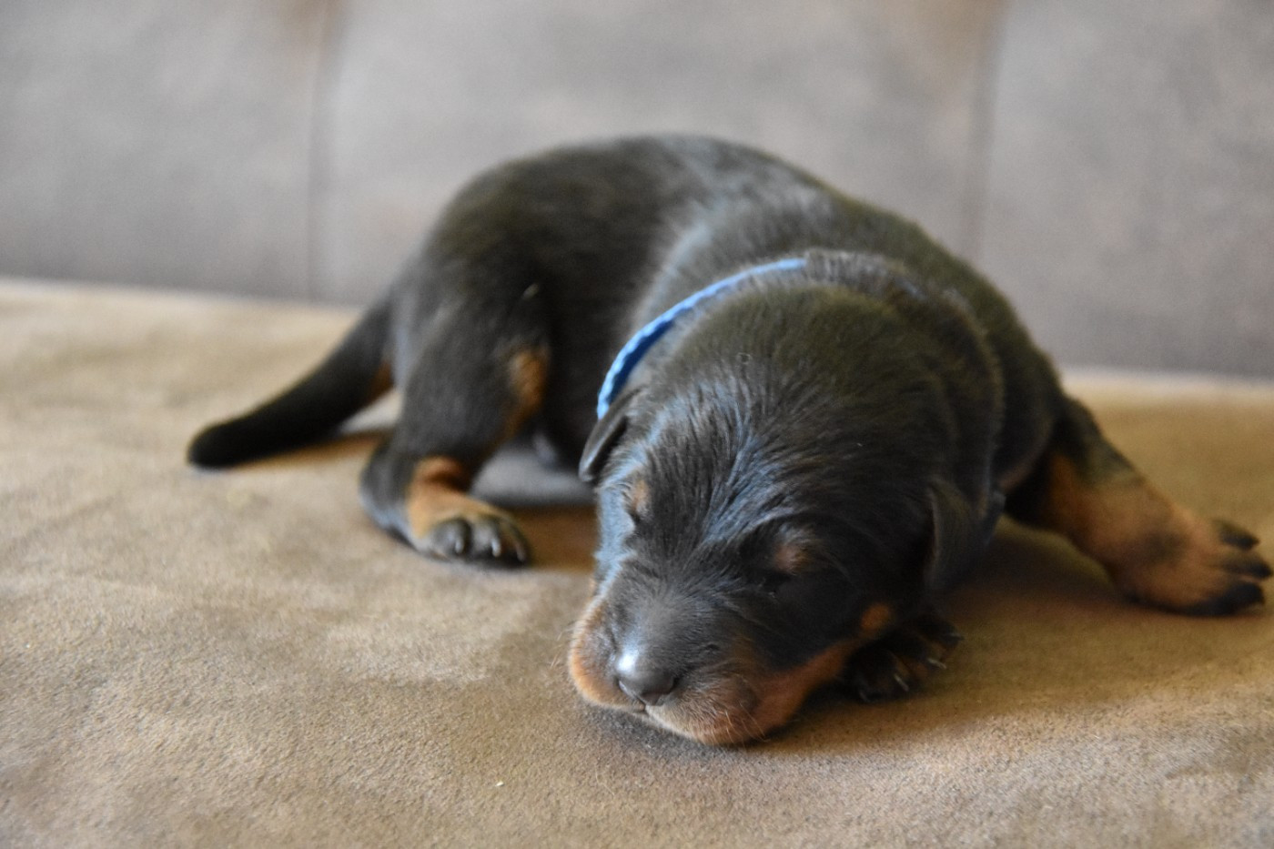Du Domaine De Stan - Chiots disponibles - Berger de Beauce
