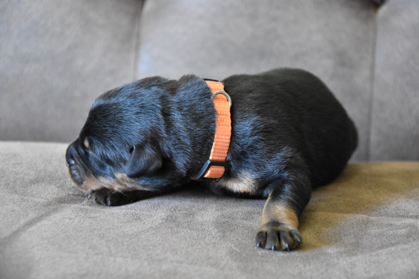 Du Domaine De Stan - Chiots disponibles - Berger de Beauce