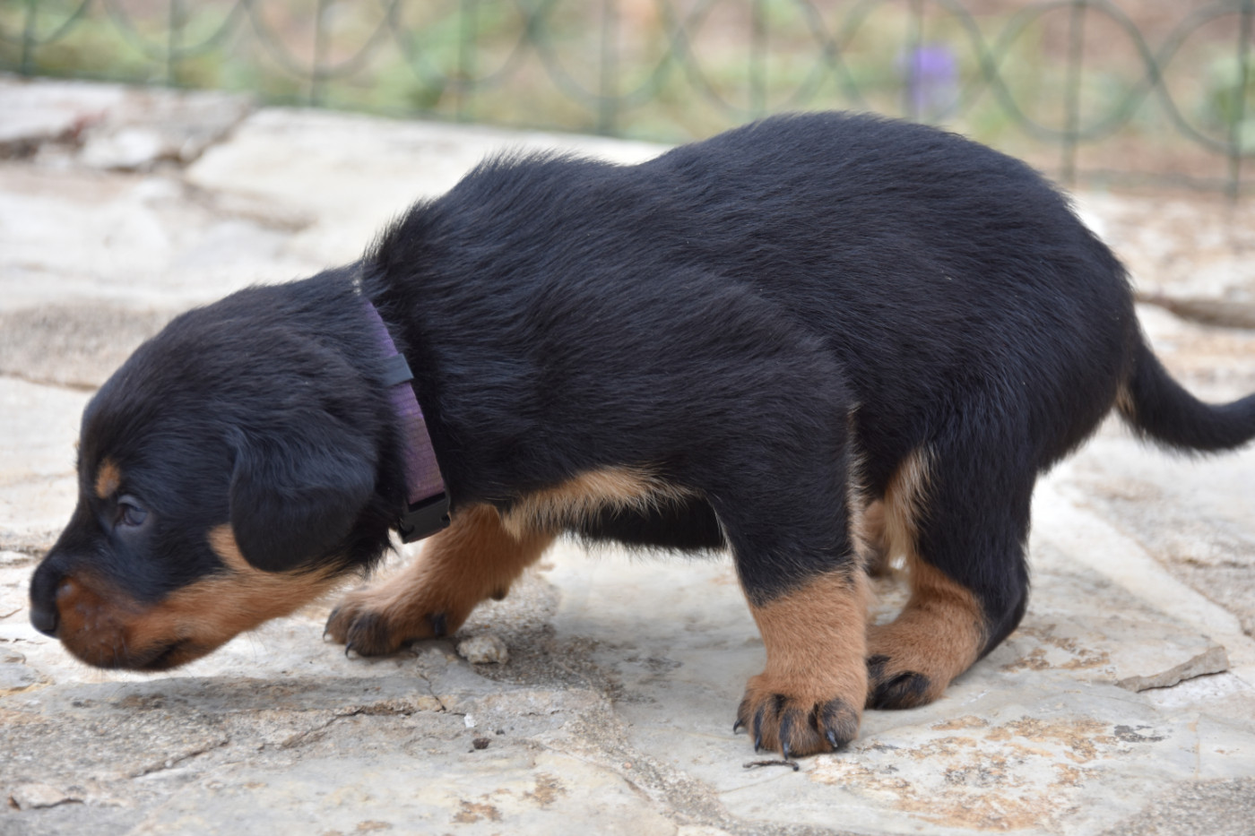 Du Domaine De Stan - Chiots disponibles - Berger de Beauce