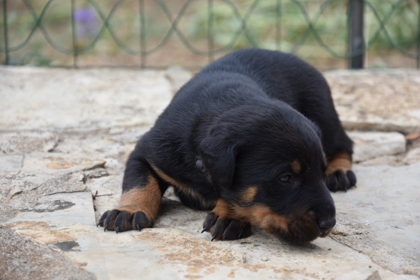 Du Domaine De Stan - Chiots disponibles - Berger de Beauce