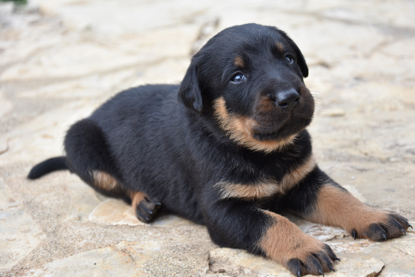 Du Domaine De Stan - Chiots disponibles - Berger de Beauce