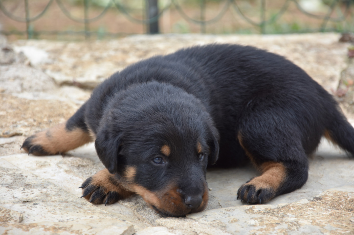 Du Domaine De Stan - Chiots disponibles - Berger de Beauce