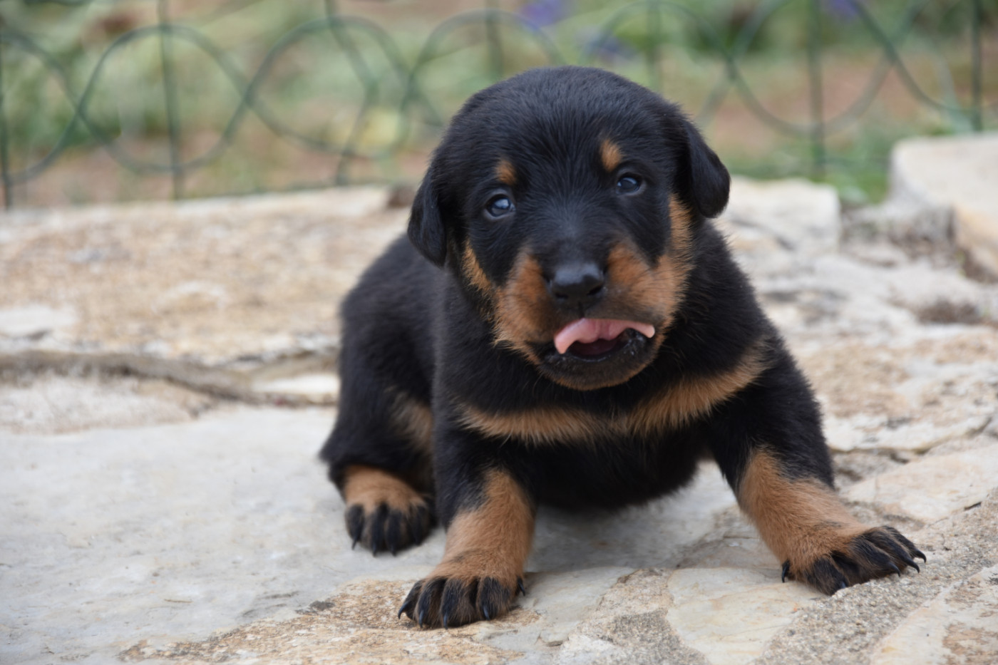Du Domaine De Stan - Chiots disponibles - Berger de Beauce