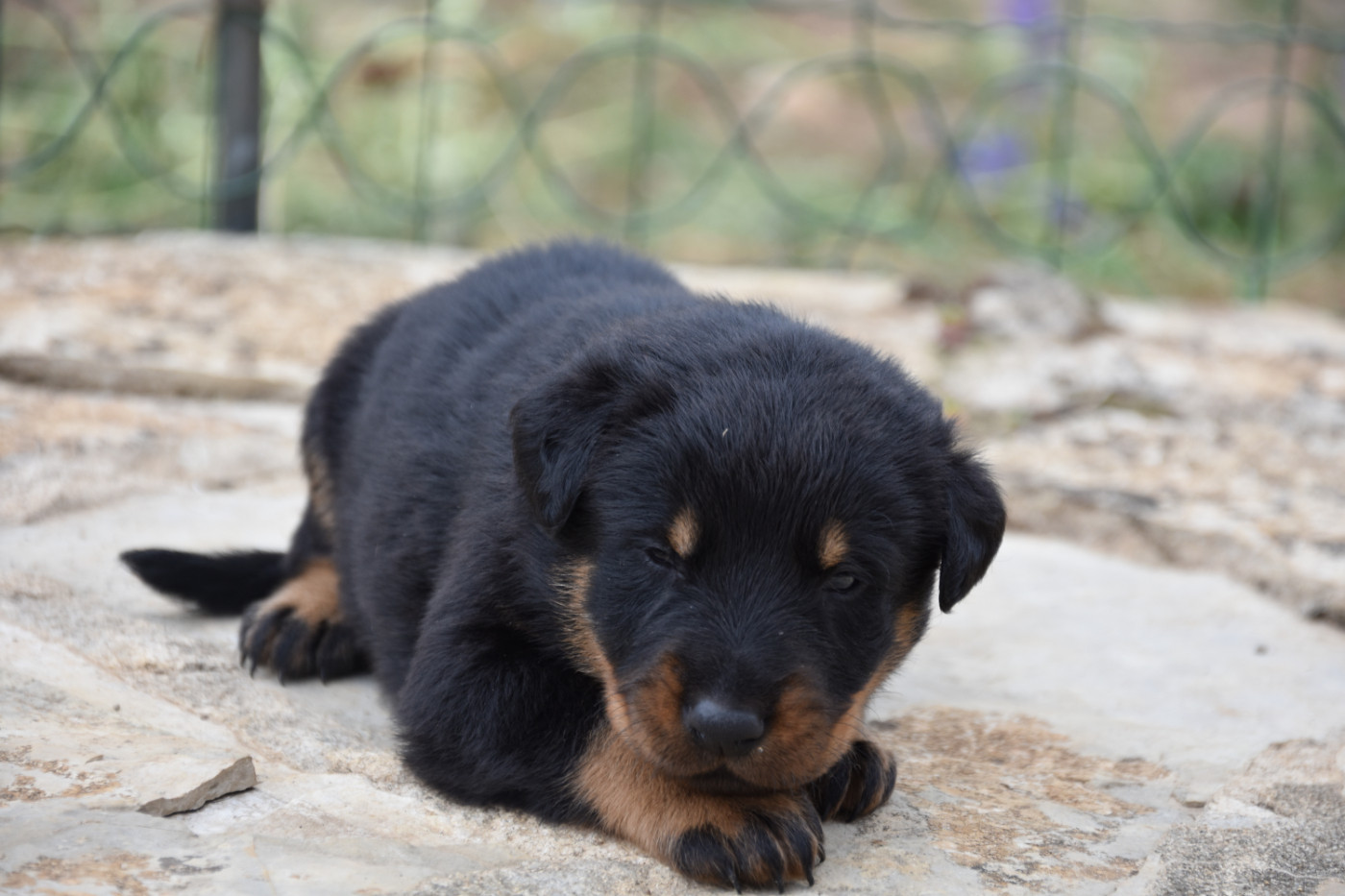 Du Domaine De Stan - Chiots disponibles - Berger de Beauce
