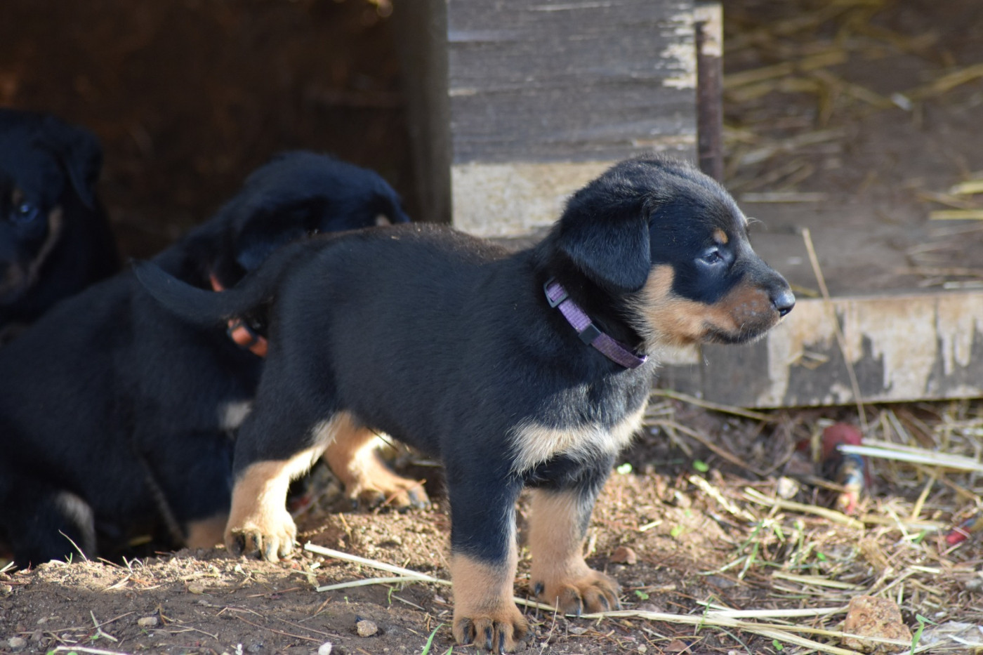 Du Domaine De Stan - Chiots disponibles - Berger de Beauce
