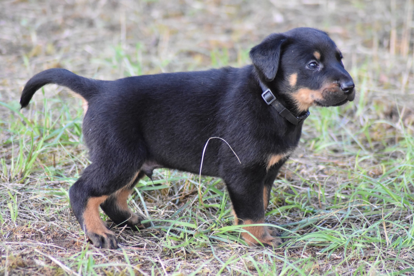 Du Domaine De Stan - Chiots disponibles - Berger de Beauce
