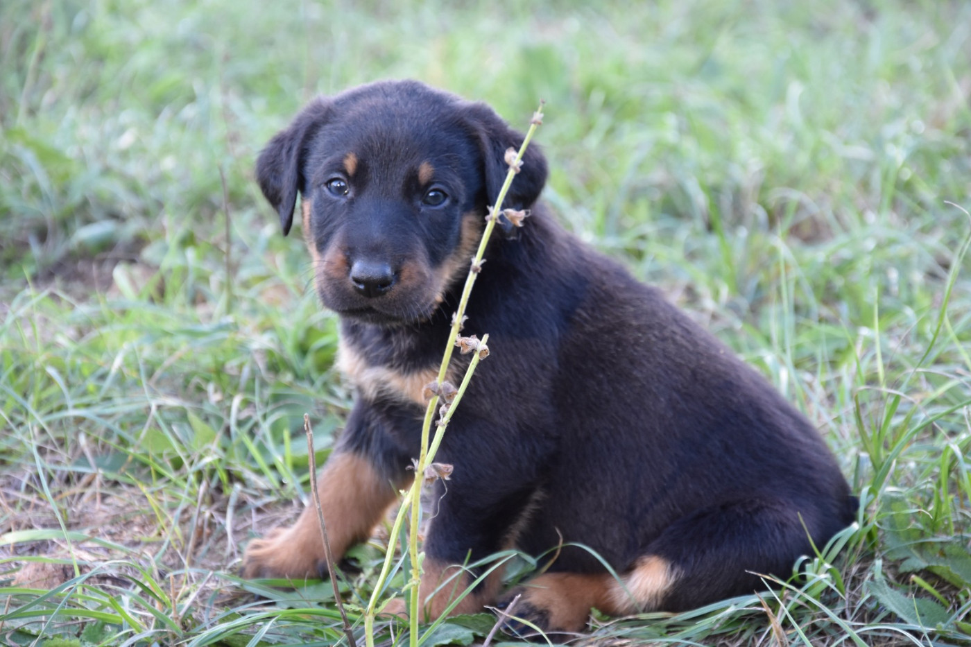 Du Domaine De Stan - Chiots disponibles - Berger de Beauce