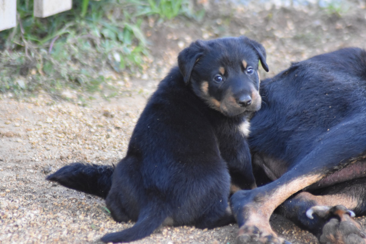 Du Domaine De Stan - Chiots disponibles - Berger de Beauce