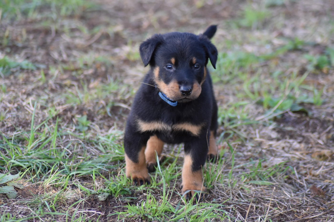Du Domaine De Stan - Chiots disponibles - Berger de Beauce