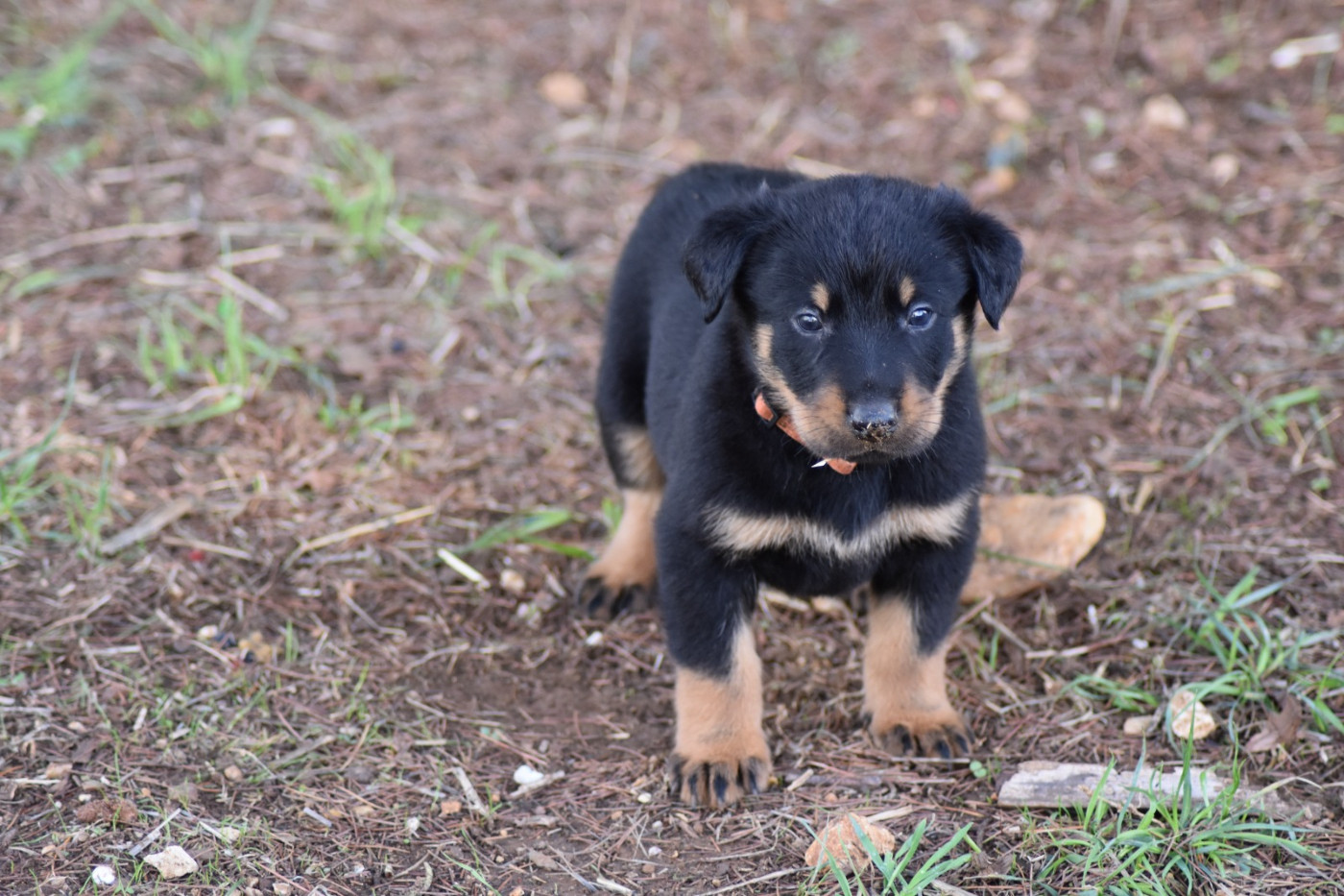 Du Domaine De Stan - Chiots disponibles - Berger de Beauce