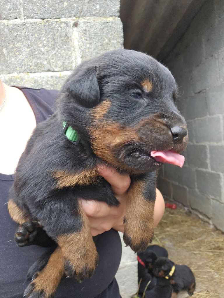 Du Domaine De Stan - Chiots disponibles - Berger de Beauce