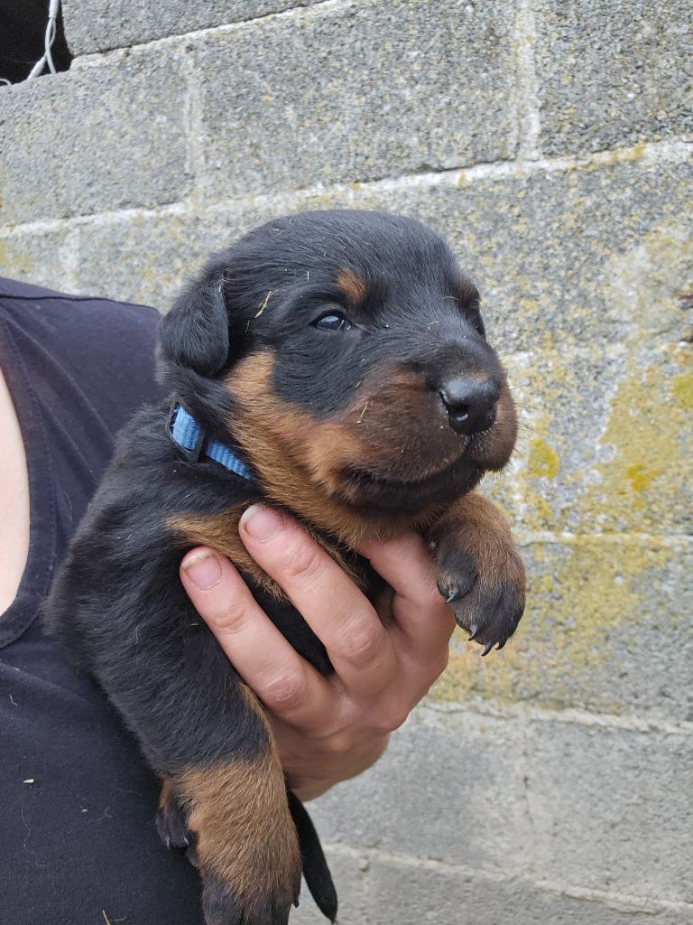 Du Domaine De Stan - Chiots disponibles - Berger de Beauce