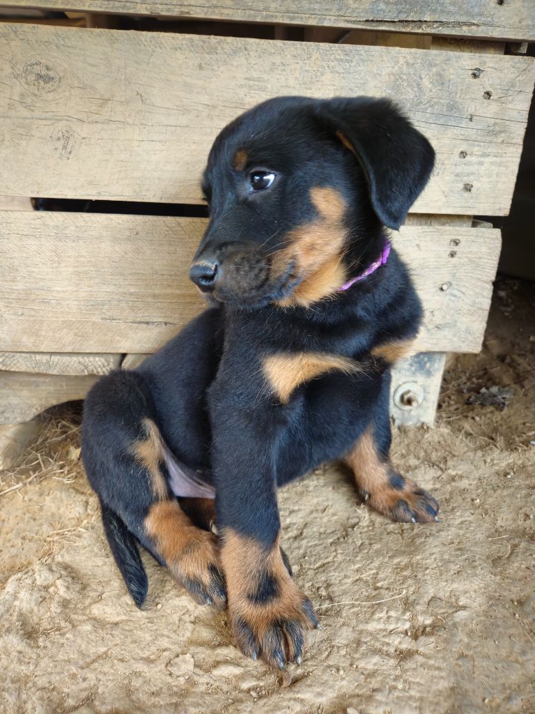 Du Domaine De Stan - Chiots disponibles - Berger de Beauce