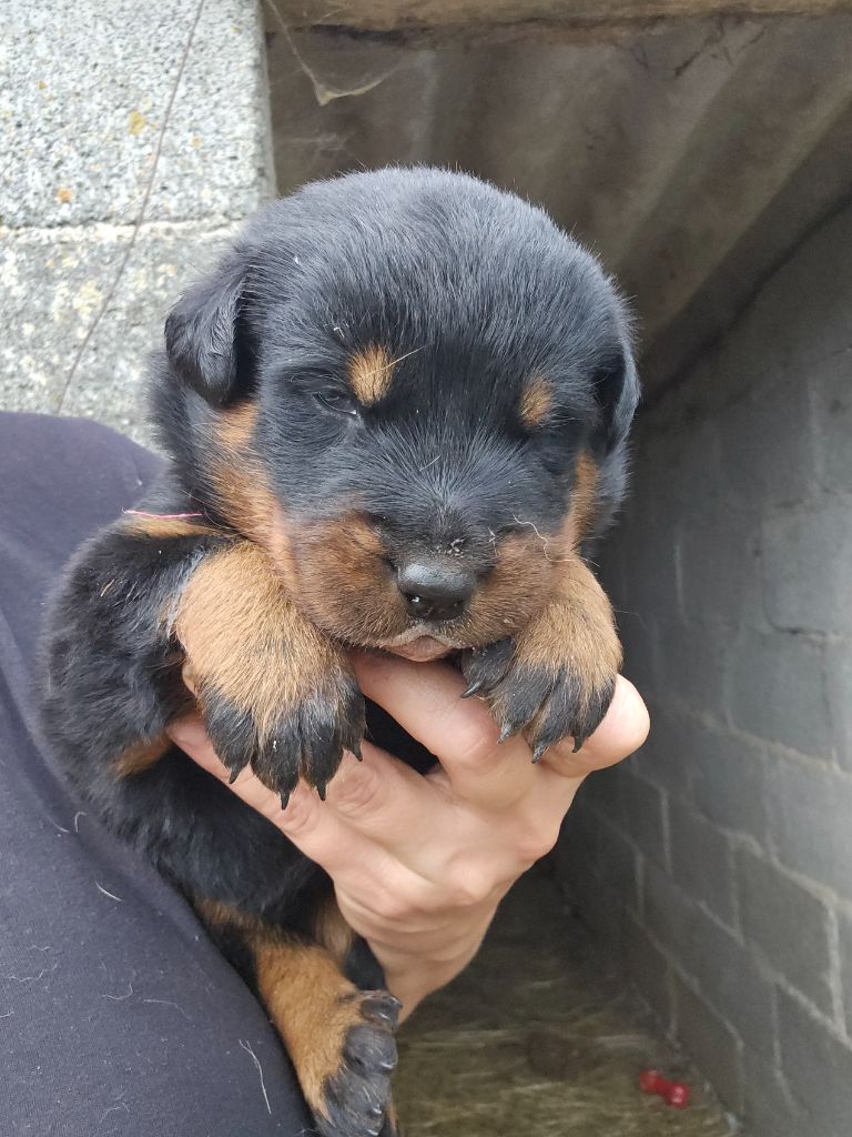 Du Domaine De Stan - Chiots disponibles - Berger de Beauce