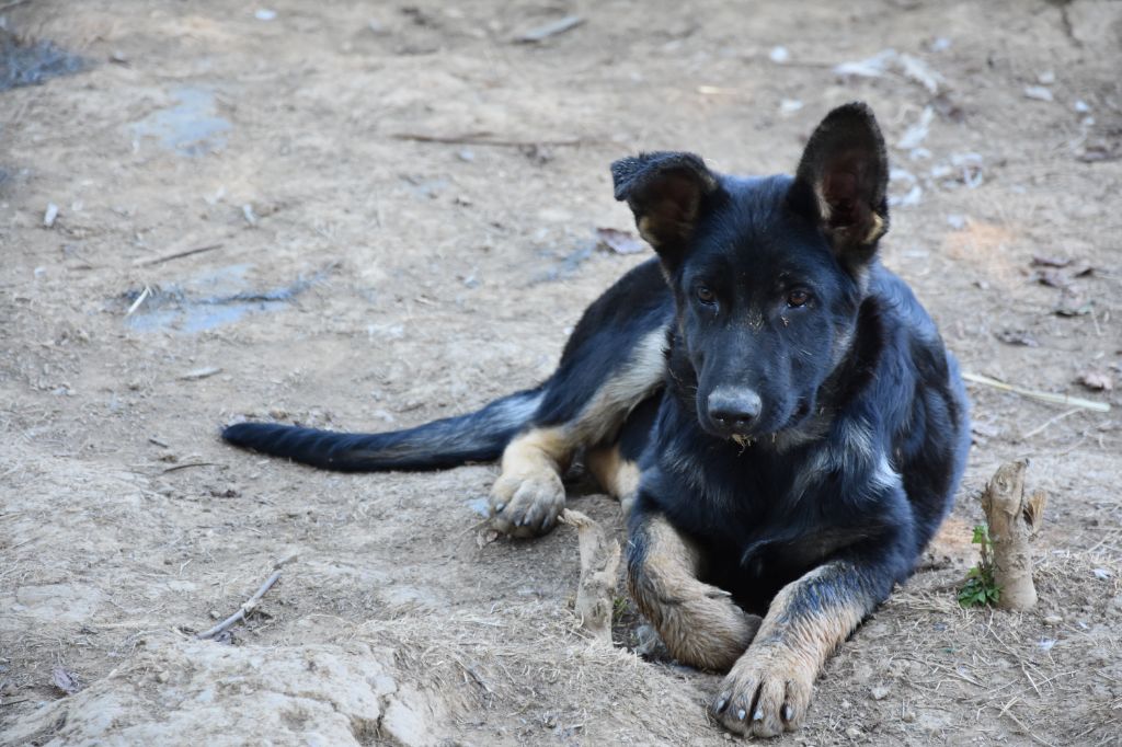 Du Domaine De Stan - Chiots disponibles - Berger Allemand