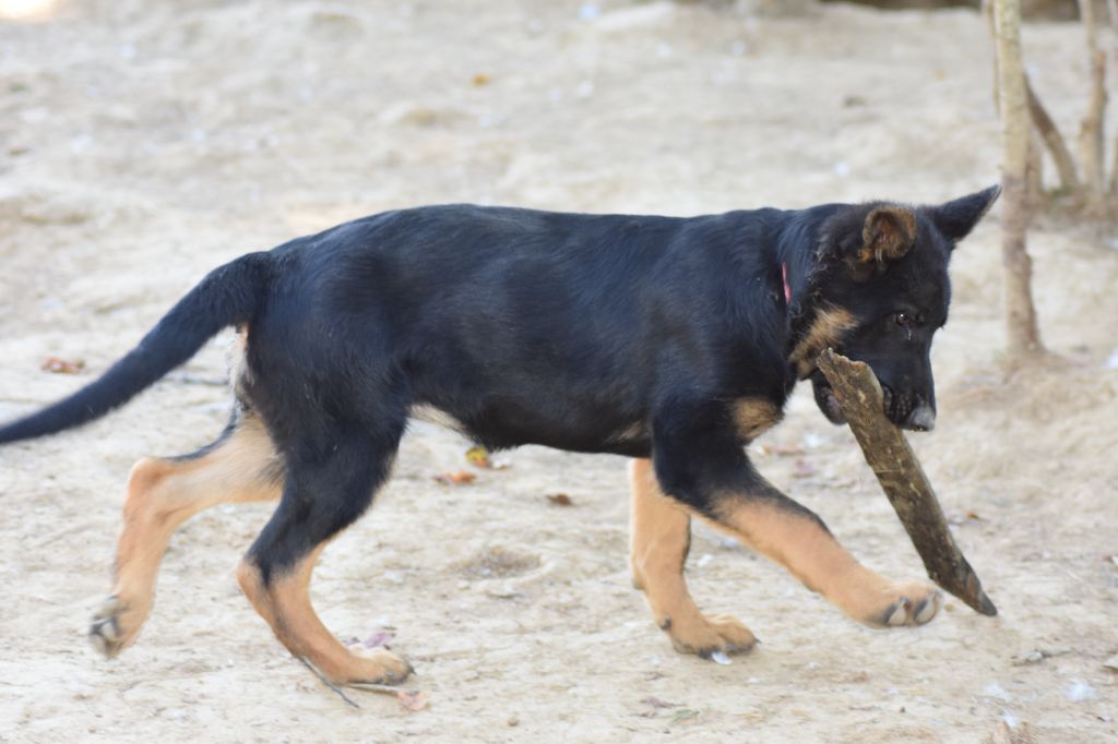 Du Domaine De Stan - Chiots disponibles - Berger Allemand