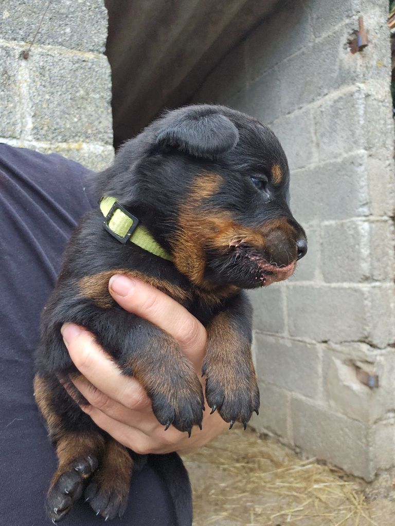 Du Domaine De Stan - Chiots disponibles - Berger de Beauce