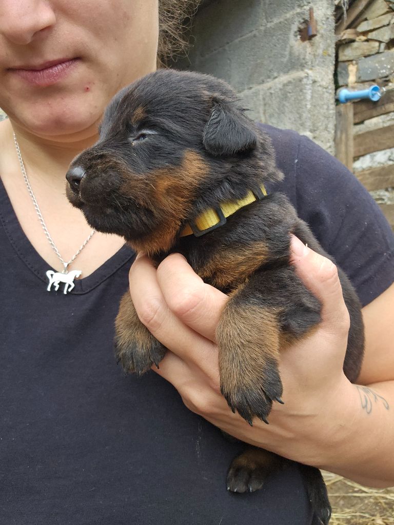 Du Domaine De Stan - Chiots disponibles - Berger de Beauce