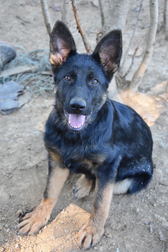 Du Domaine De Stan - Chiots disponibles - Berger Allemand