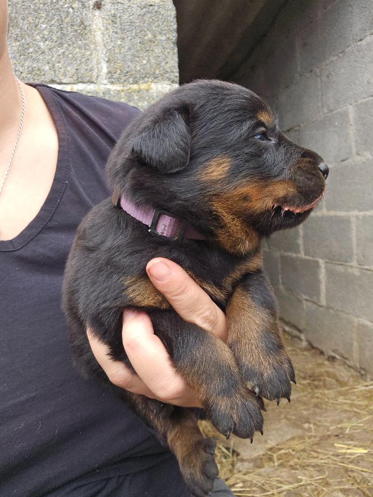 Du Domaine De Stan - Chiots disponibles - Berger de Beauce
