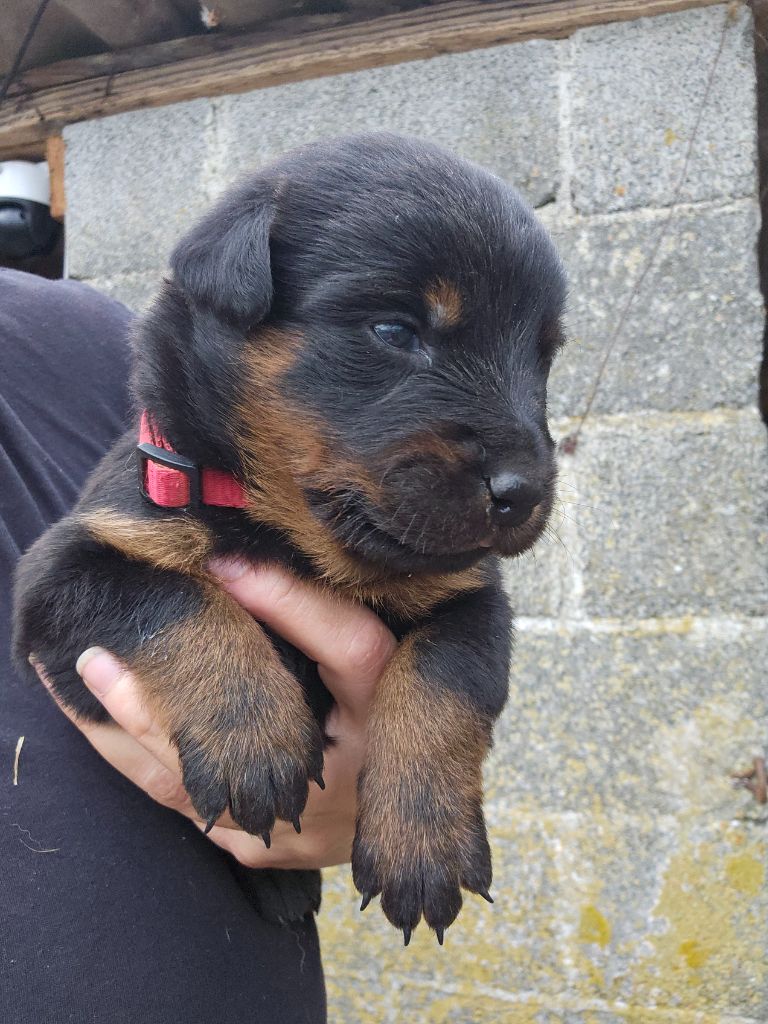 Du Domaine De Stan - Chiots disponibles - Berger de Beauce