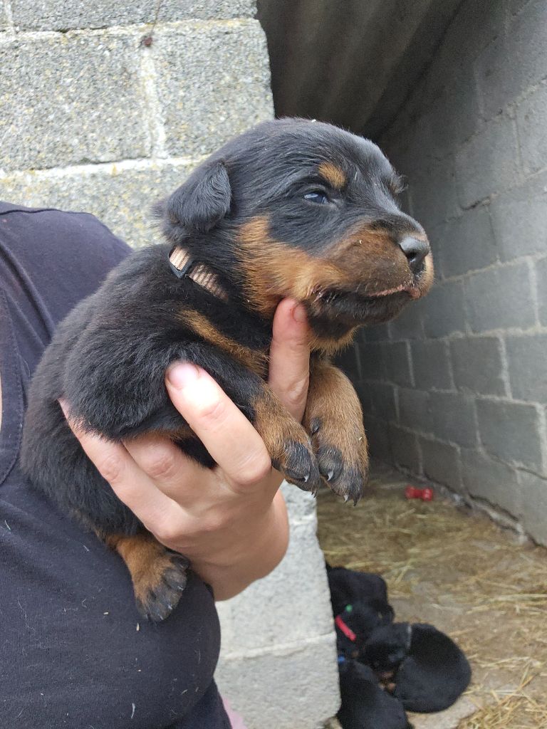 Du Domaine De Stan - Chiots disponibles - Berger de Beauce