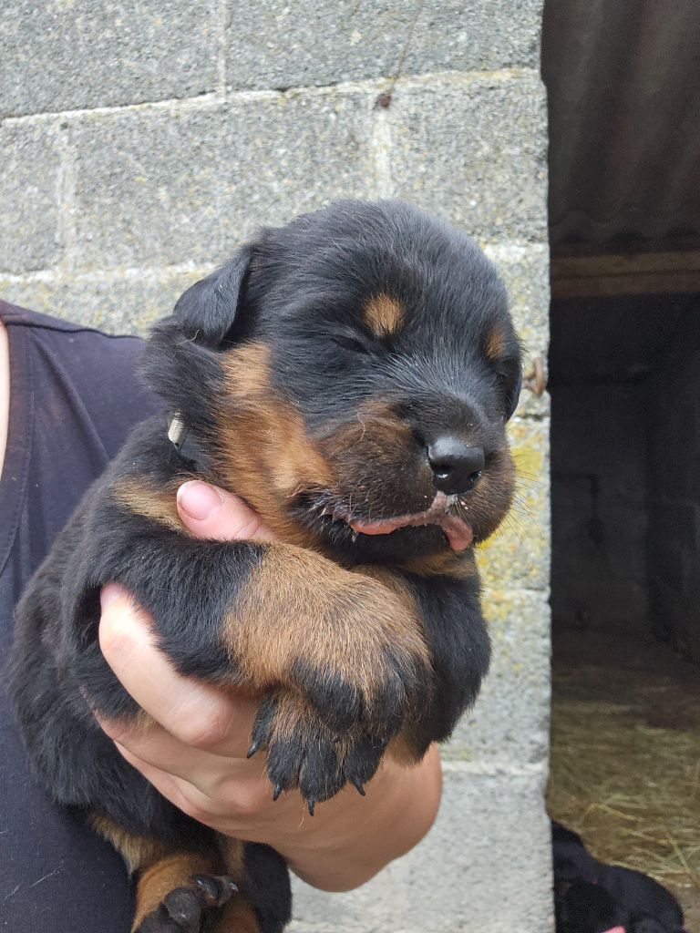 Du Domaine De Stan - Chiots disponibles - Berger de Beauce